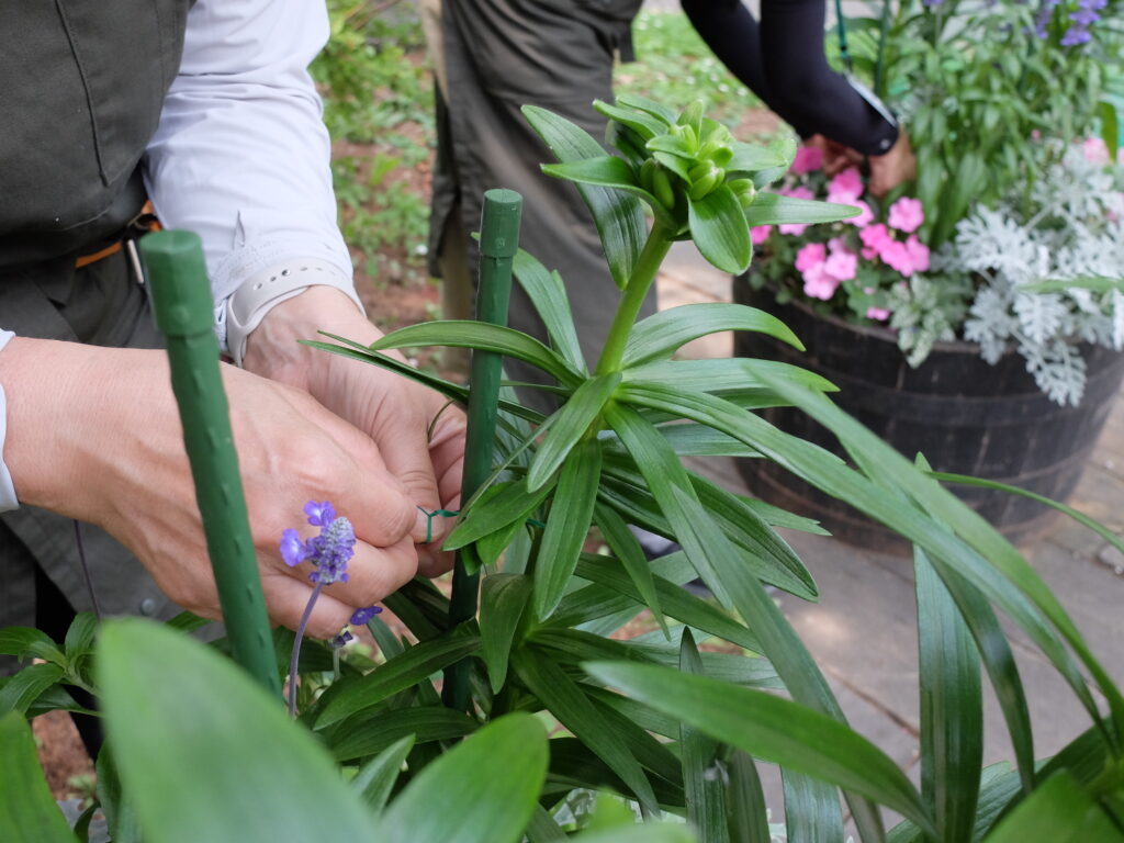 2024年さっぽろまちづくりガーデニング講座＜課外活動＞コンテナガーデンメンテナンス第2回目-メンテナンス風景