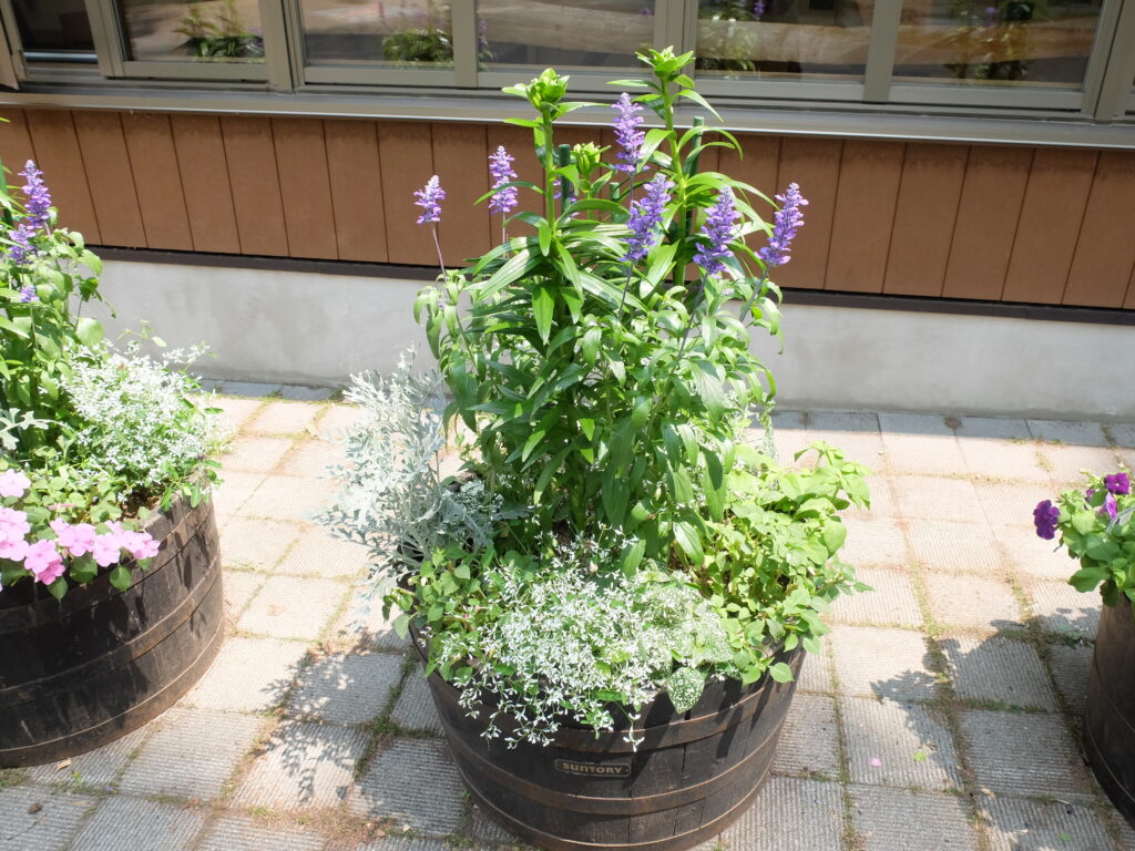 2024年さっぽろまちづくりガーデニング講座＜課外活動＞コンテナガーデンメンテナンス第2回目-メンテナンス風景