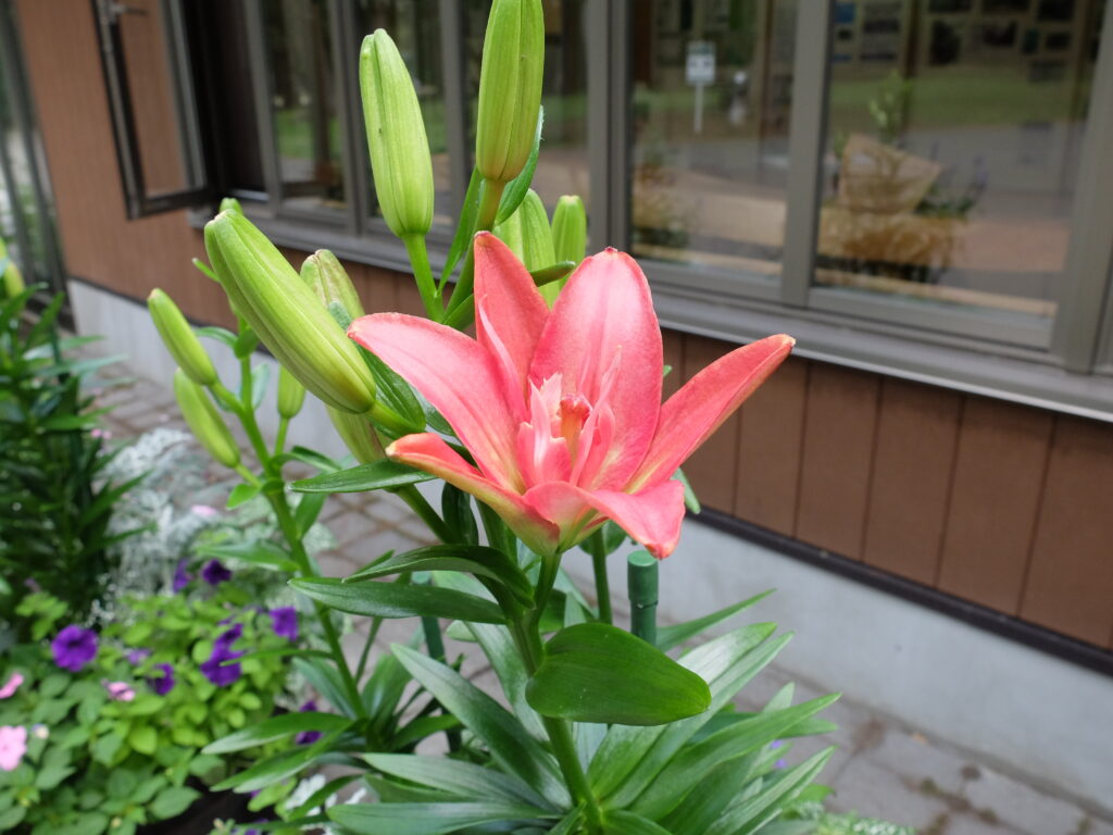 2024年さっぽろまちづくりガーデニング講座＜課外活動＞コンテナガーデンメンテナンス第3回目-メンテナンス風景