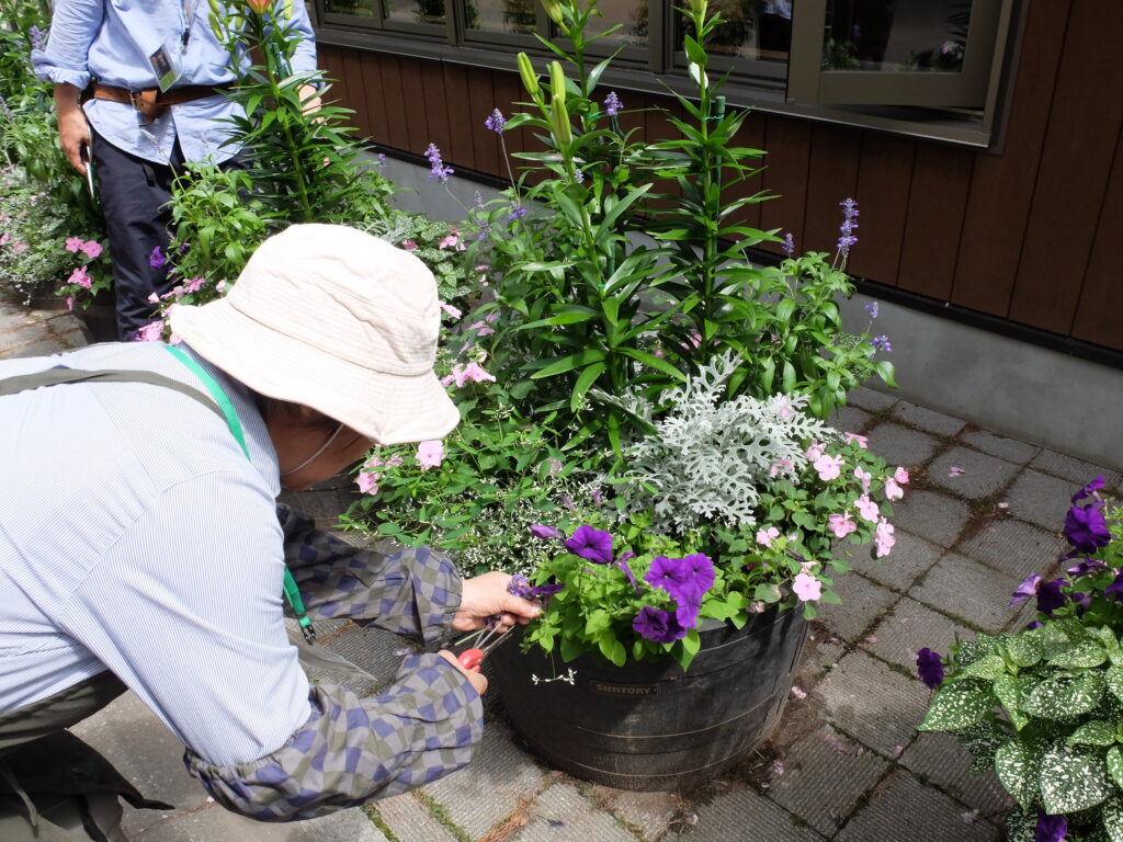 2024年さっぽろまちづくりガーデニング講座＜課外活動＞コンテナガーデンメンテナンス第3回目-メンテナンス風景