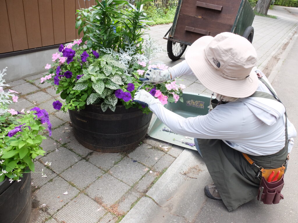 2024年さっぽろまちづくりガーデニング講座＜課外活動＞コンテナガーデンメンテナンス第3回目-メンテナンス風景