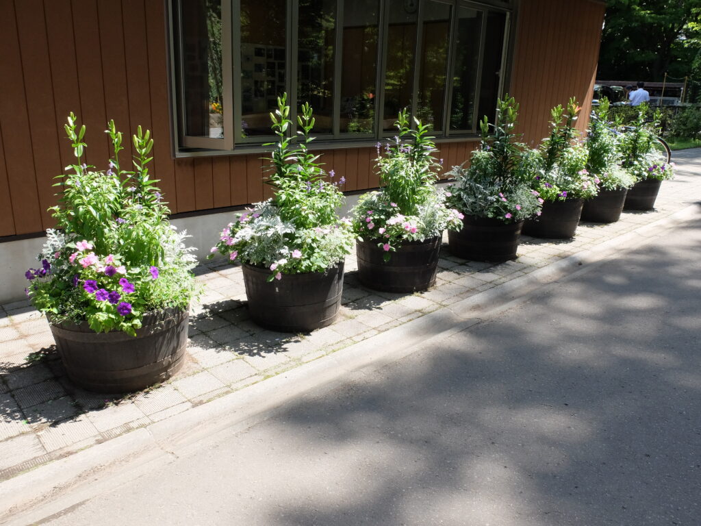 2024年さっぽろまちづくりガーデニング講座＜課外活動＞コンテナガーデンメンテナンス第3回目-メンテナンス風景