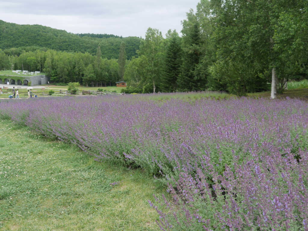 2024年さっぽろまちづくりガーデニング講座第10回目-見学会風景（ラベンダー）