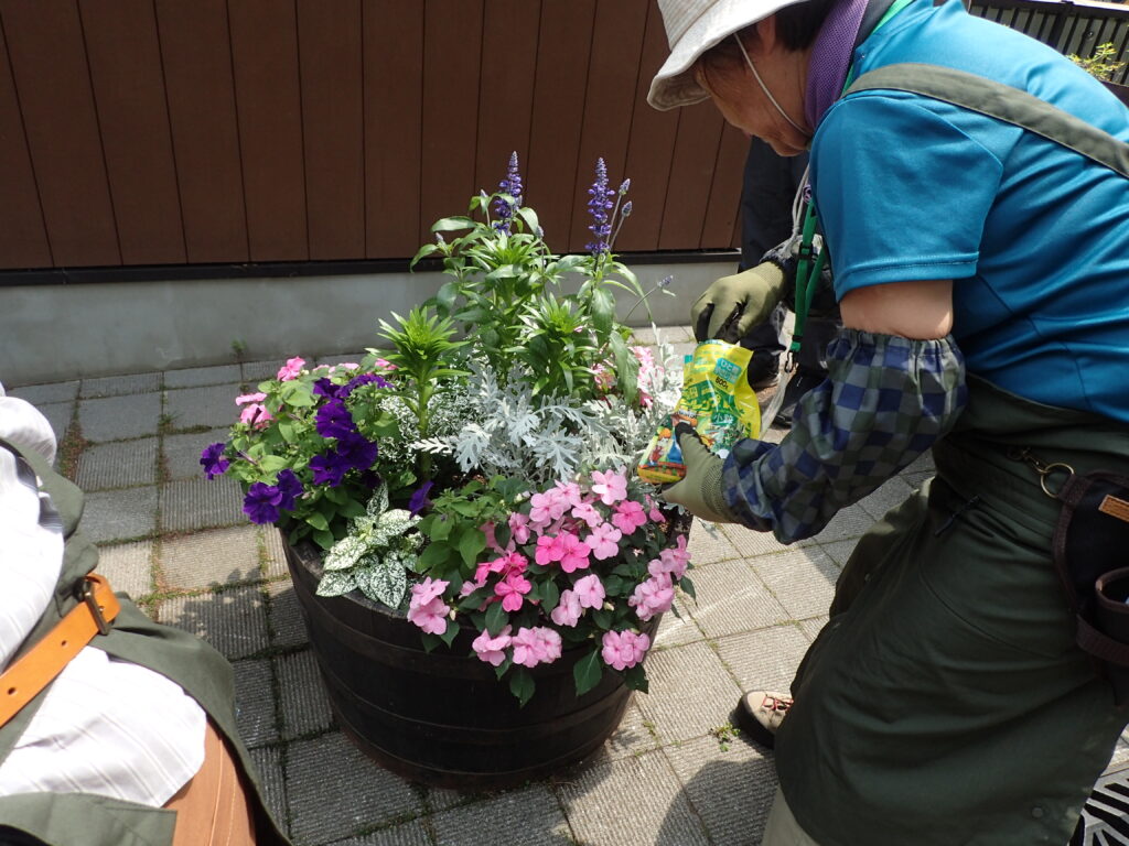 2024年さっぽろまちづくりガーデニング講座＜課外活動＞コンテナガーデンメンテナンス第1回目-メンテナンス風景