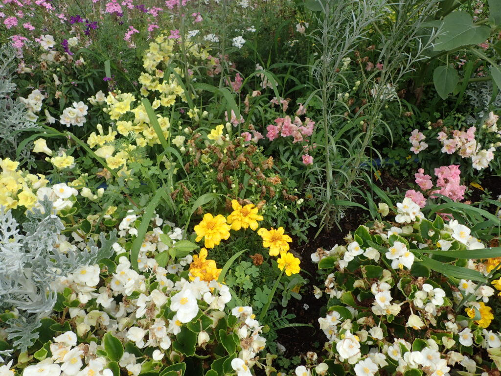 2024年さっぽろまちづくりガーデニング講座＜課外活動＞一年草花壇メンテナンス第2回目-メンテナンス風景（メンテナンス前）