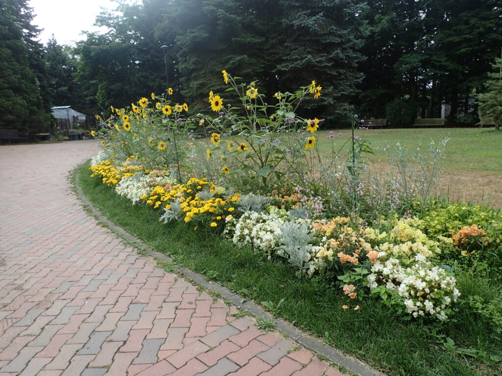 2024年さっぽろまちづくりガーデニング講座＜課外活動＞一年草花壇メンテナンス第2回目-メンテナンス風景