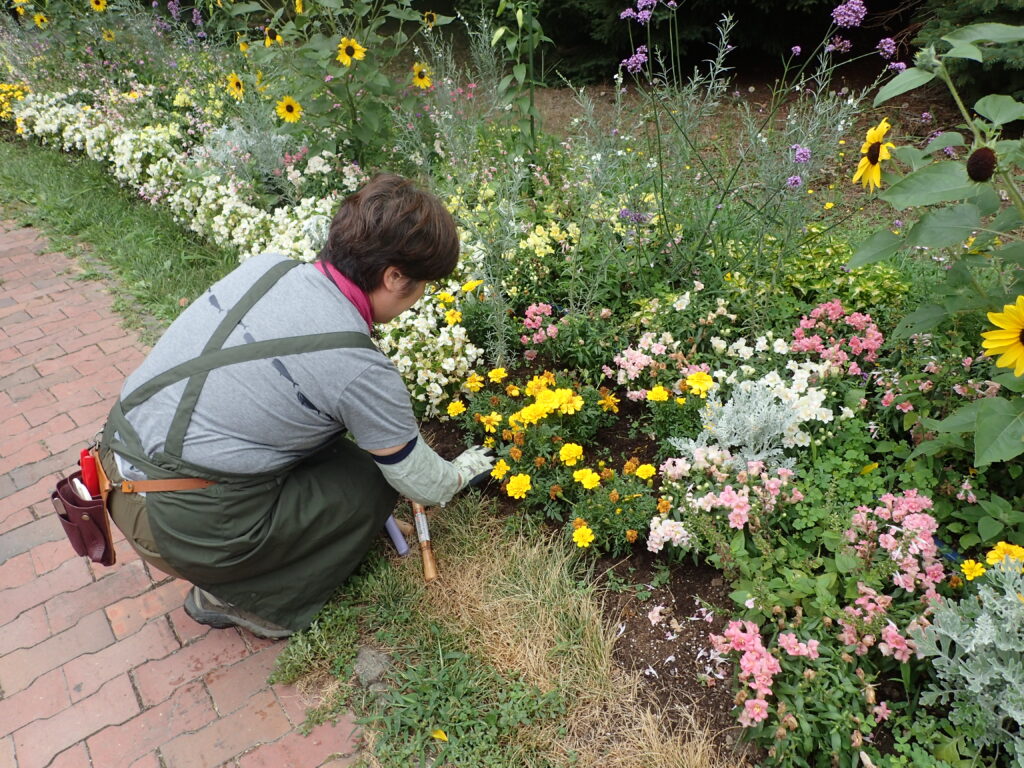 2024年さっぽろまちづくりガーデニング講座＜課外活動＞一年草花壇メンテナンス第2回目-メンテナンス風景