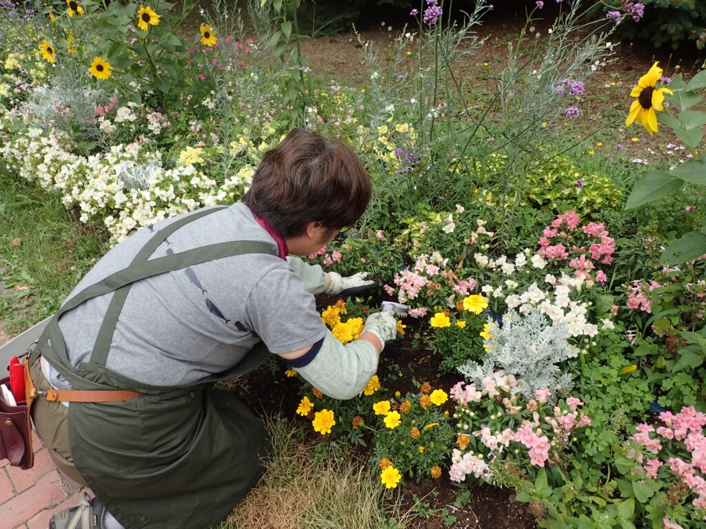 2024年さっぽろまちづくりガーデニング講座＜課外活動＞一年草花壇メンテナンス第2回目-メンテナンス風景