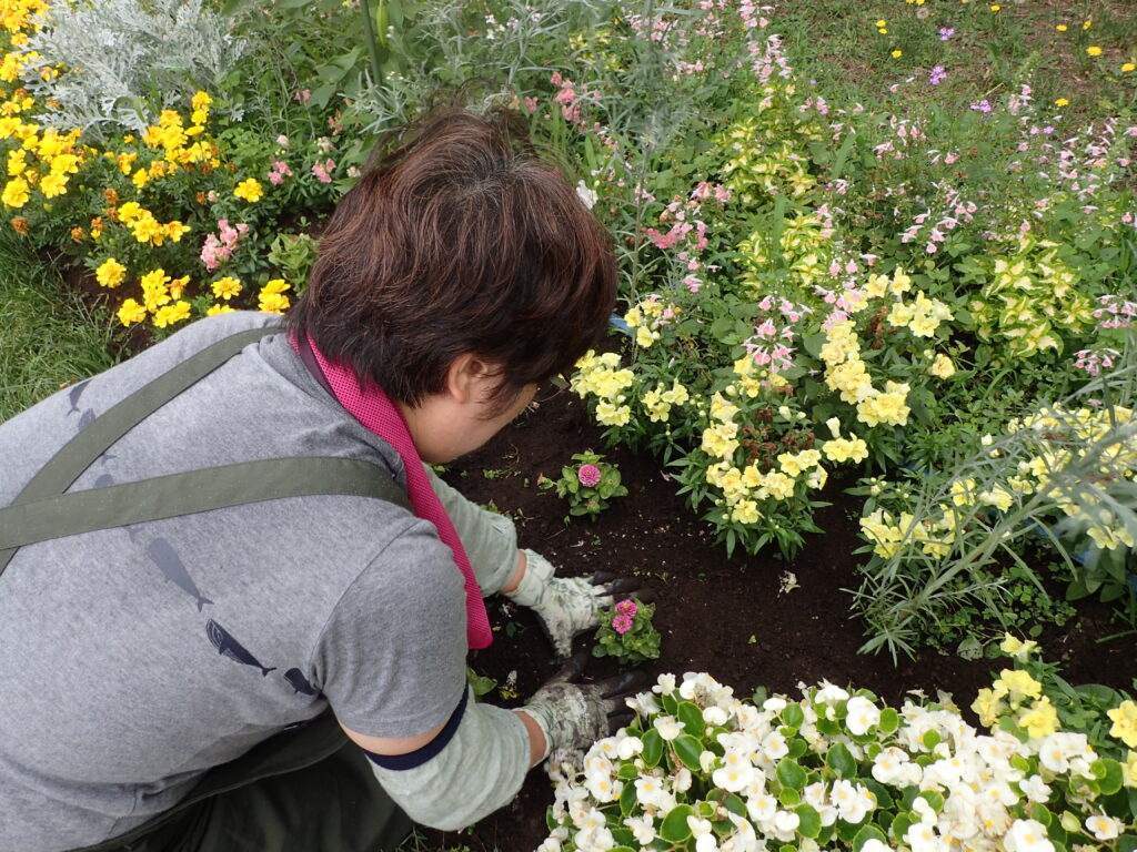 2024年さっぽろまちづくりガーデニング講座＜課外活動＞一年草花壇メンテナンス第2回目-メンテナンス風景