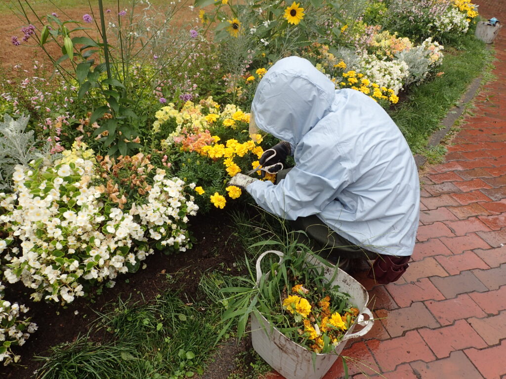 2024年さっぽろまちづくりガーデニング講座＜課外活動＞一年草花壇メンテナンス第2回目-メンテナンス風景