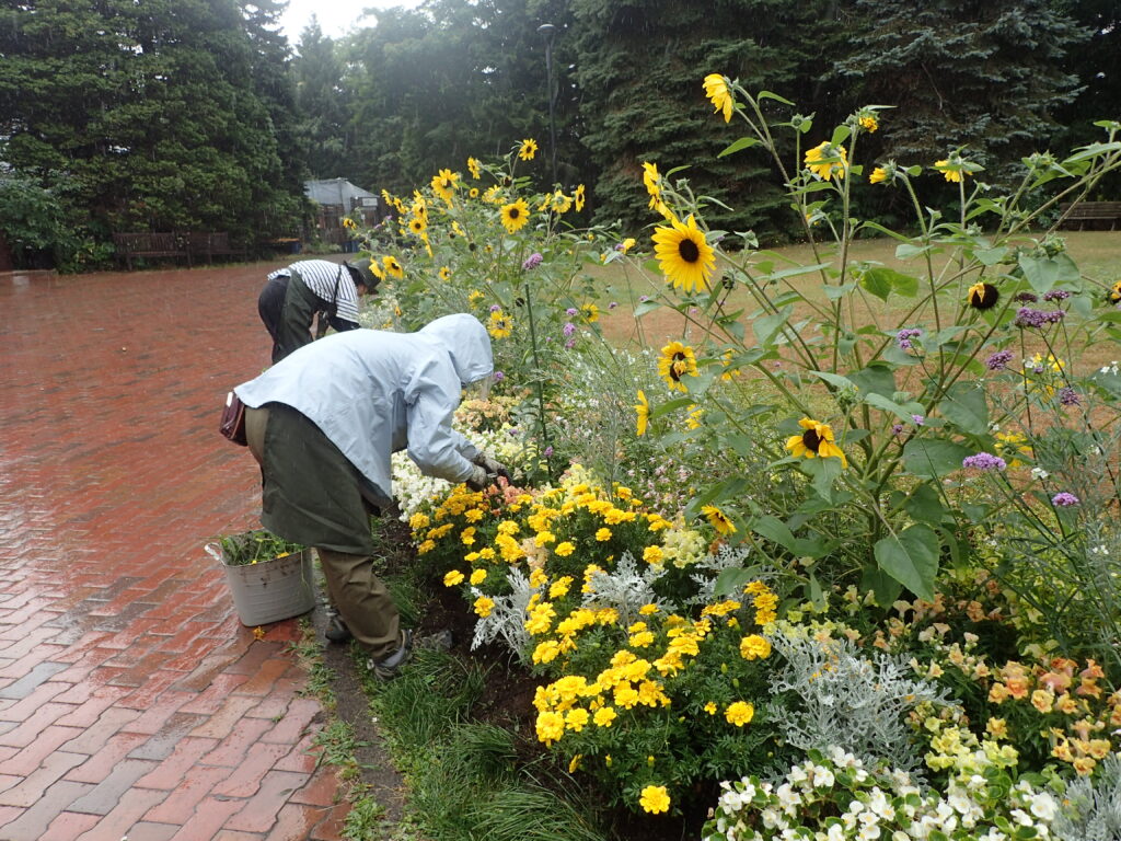2024年さっぽろまちづくりガーデニング講座＜課外活動＞一年草花壇メンテナンス第2回目-メンテナンス風景