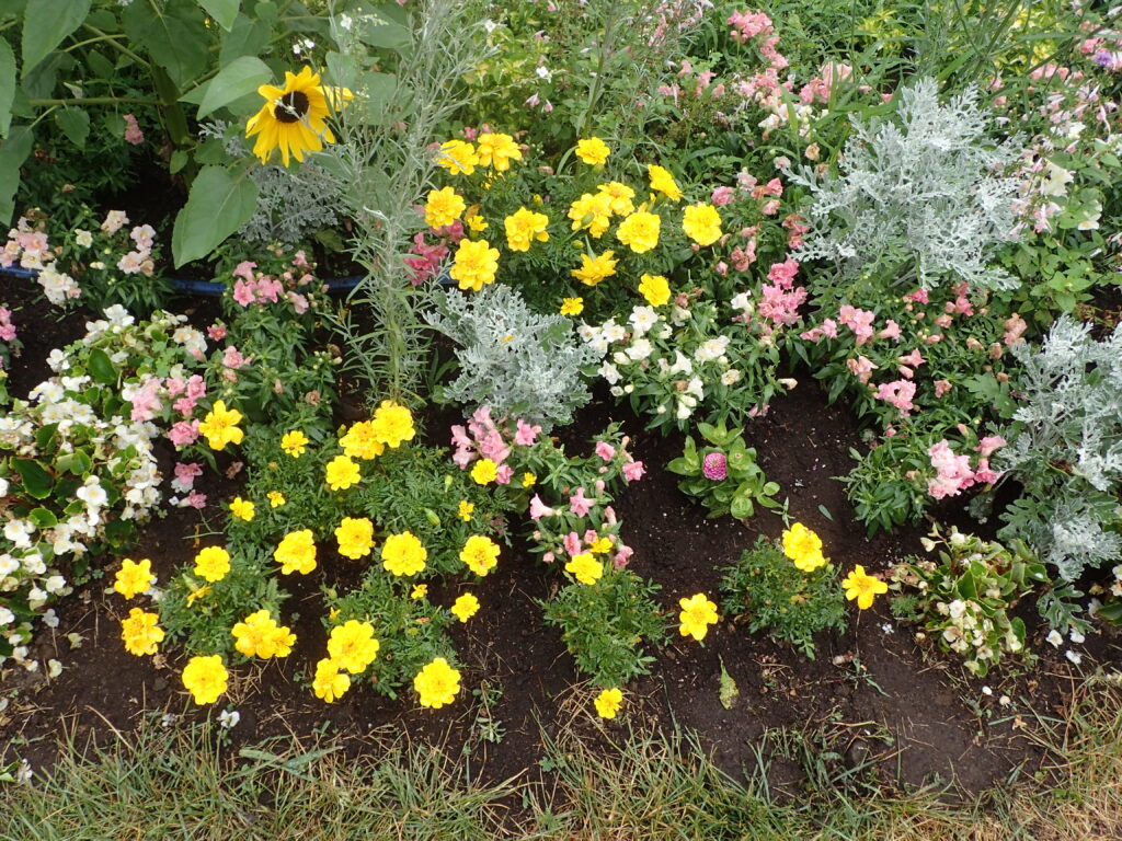 2024年さっぽろまちづくりガーデニング講座＜課外活動＞一年草花壇メンテナンス第2回目-メンテナンス風景（メンテナンス後）