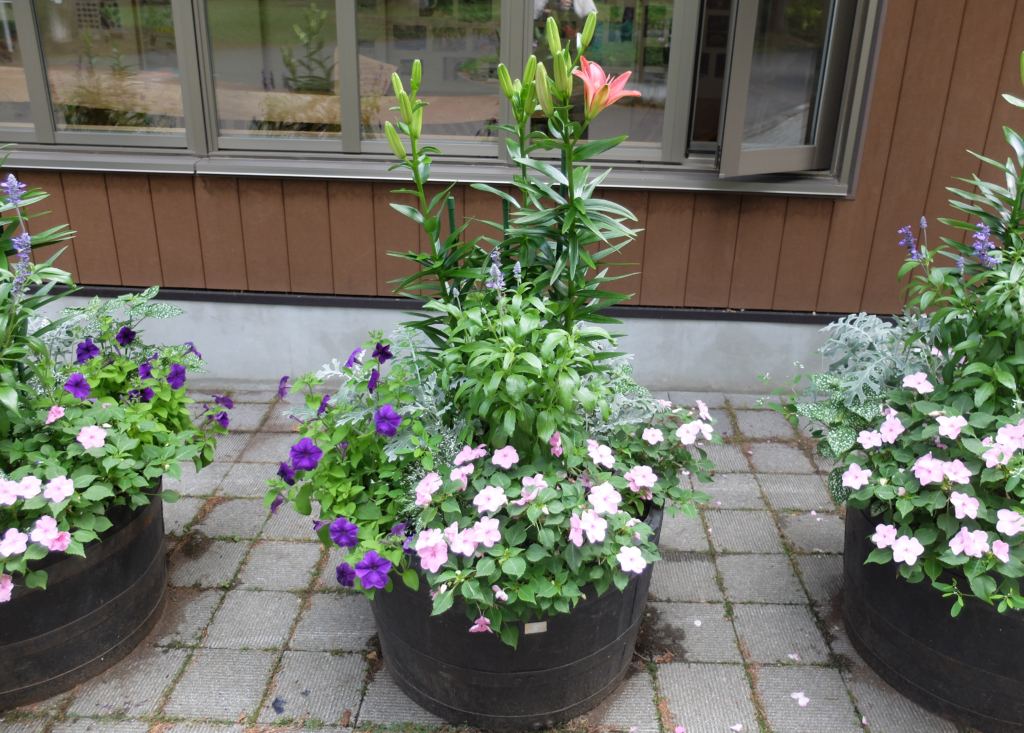 2024年さっぽろまちづくりガーデニング講座＜課外活動＞コンテナガーデンメンテナンス第3回目-メンテナンス風景