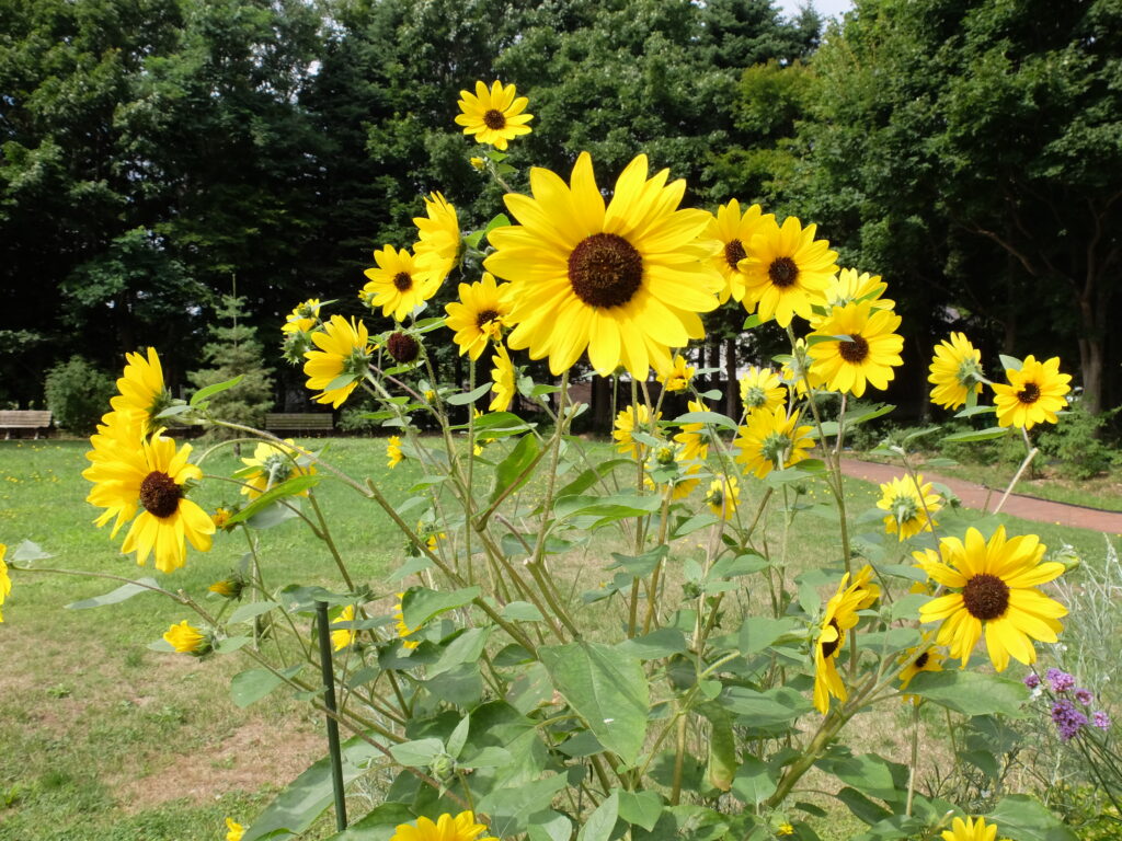 百合が原公園　温室前一年草花壇の様子（ヒマワリ‘サンフィニティ’）