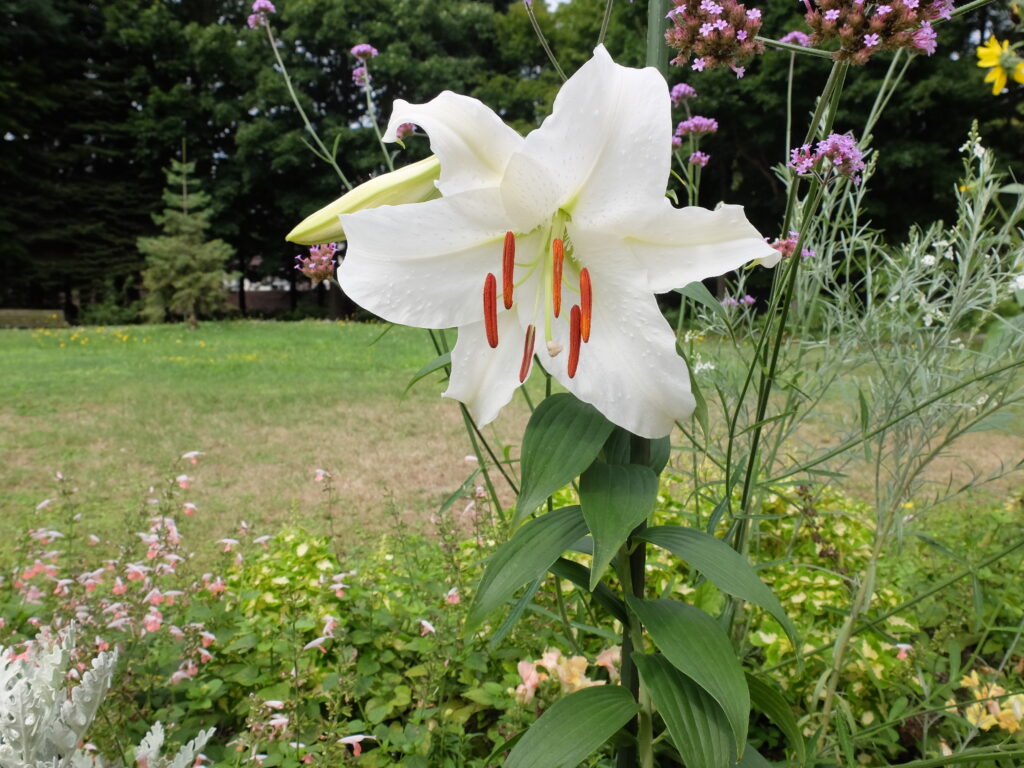 百合が原公園温室前花壇の様子（ユリ‘カサブランカ’）
