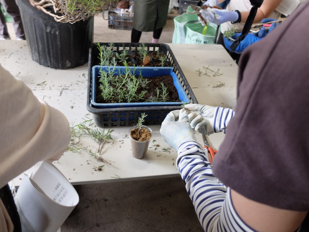 2024年さっぽろまちづくりガーデニング講座第11回目-実習風景（受講者による挿し穂作りの様子）