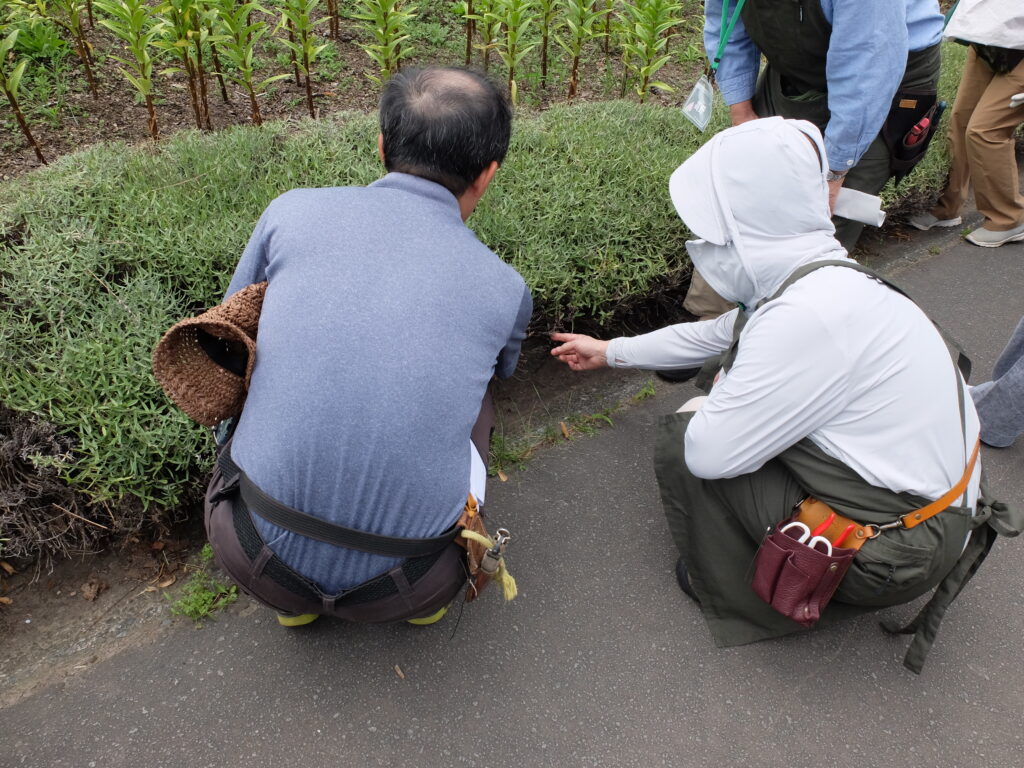 2024年さっぽろまちづくりガーデニング講座第11回目-講義風景（百合が原公園　星形花壇）