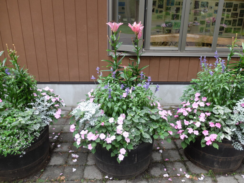 2024年さっぽろまちづくりガーデニング講座＜課外活動＞コンテナガーデンメンテナンス第4回目-メンテナンス前の様子