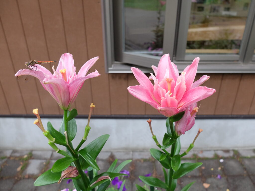 2024年さっぽろまちづくりガーデニング講座＜課外活動＞コンテナガーデンメンテナンス第4回目-メンテナンス前の様子