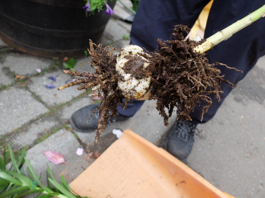 2024年さっぽろまちづくりガーデニング講座＜課外活動＞コンテナガーデンメンテナンス第4回目-掘り起こしたユリの球根