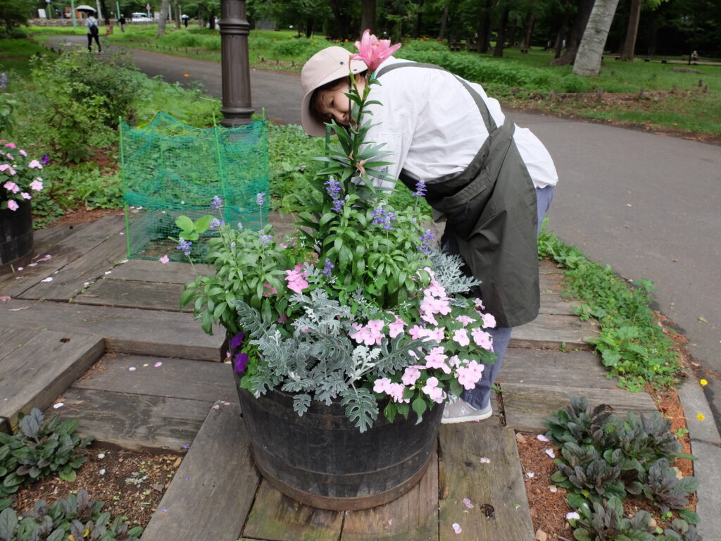 2024年さっぽろまちづくりガーデニング講座＜課外活動＞コンテナガーデンメンテナンス第4回目-メンテナンス風景
