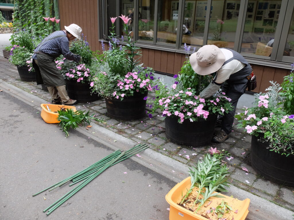 2024年さっぽろまちづくりガーデニング講座＜課外活動＞コンテナガーデンメンテナンス第4回目-メンテナンス風景