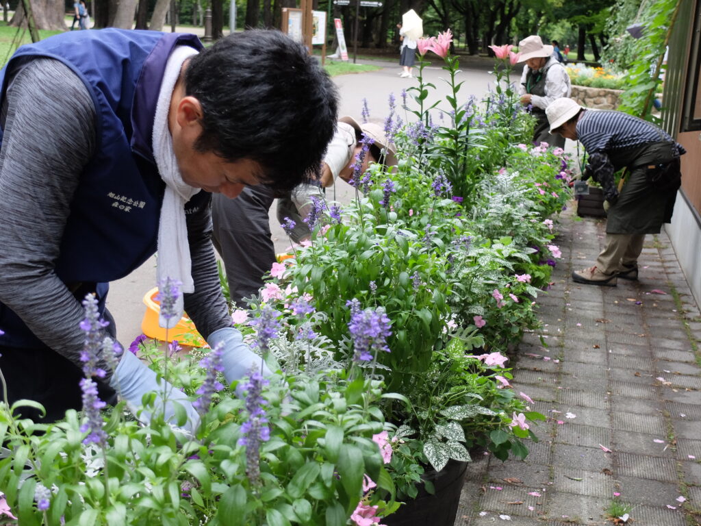 2024年さっぽろまちづくりガーデニング講座＜課外活動＞コンテナガーデンメンテナンス第4回目-メンテナンス風景