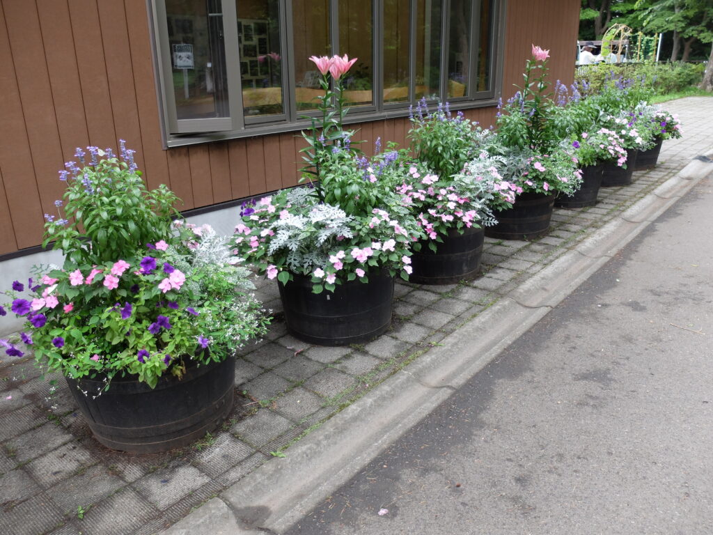 2024年さっぽろまちづくりガーデニング講座＜課外活動＞コンテナガーデンメンテナンス第4回目-メンテナンス後の様子