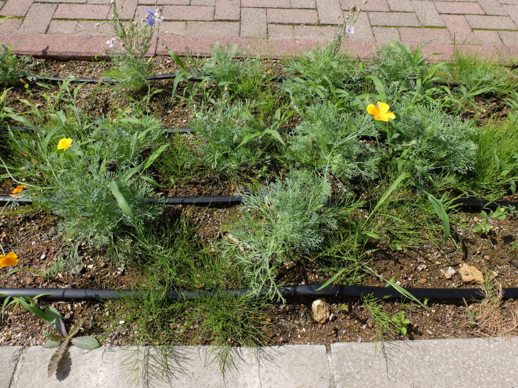 2024年さっぽろまちづくりガーデニング講座＜課外活動＞たねダンゴ花壇メンテナンス第1回目-メンテナンス前の様子