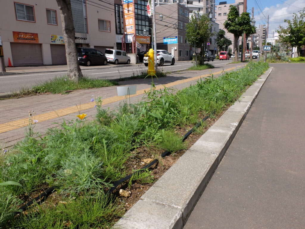 2024年さっぽろまちづくりガーデニング講座＜課外活動＞たねダンゴ花壇メンテナンス第1回目-メンテナンス前の様子