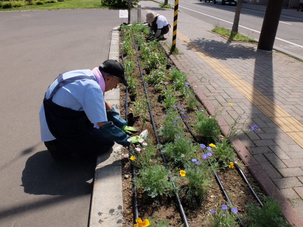 2024年さっぽろまちづくりガーデニング講座＜課外活動＞たねダンゴ花壇メンテナンス第1回目-メンテナンス風景（バーベナ補植）