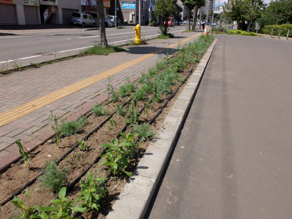 2024年さっぽろまちづくりガーデニング講座＜課外活動＞たねダンゴ花壇メンテナンス第1回目-メンテナンス後の様子