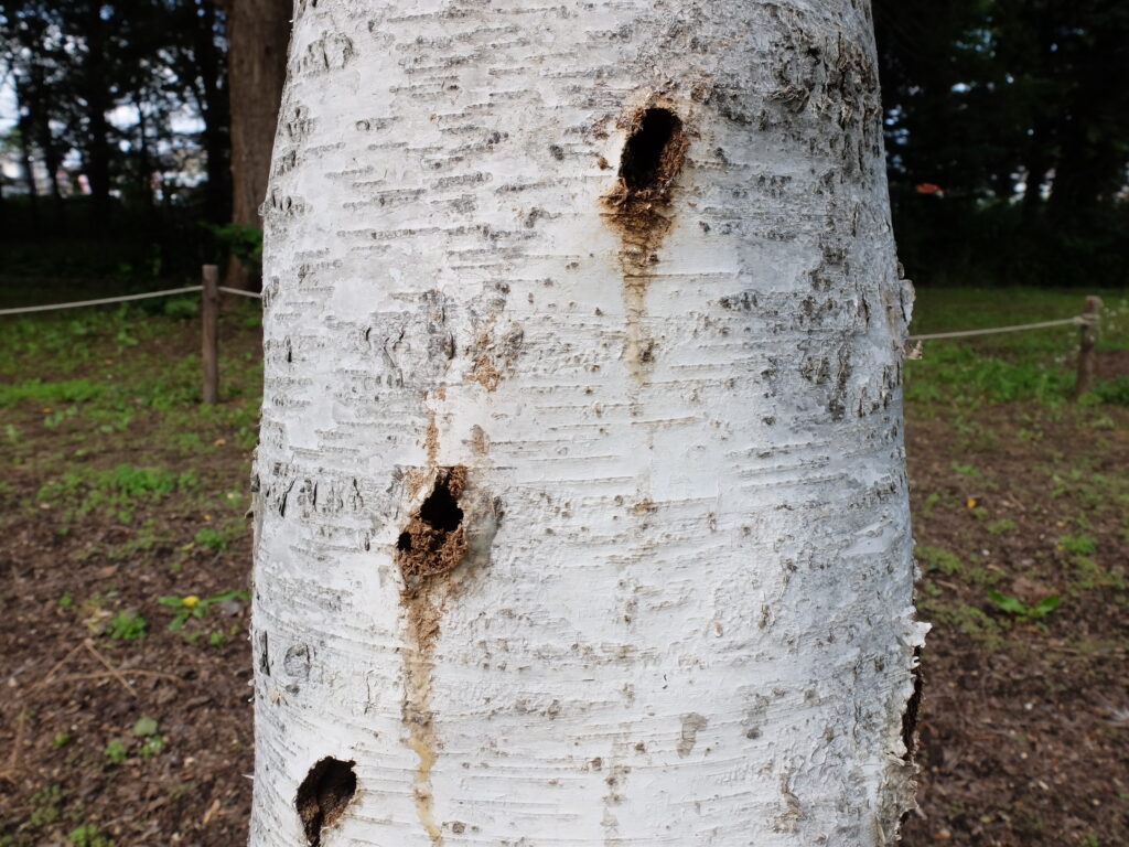 2024年さっぽろまちづくりガーデニング講座第12回目-百合が原公園（カミキリ虫被害のあった白樺の様子）