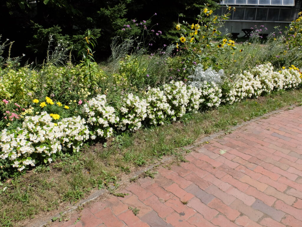 2024年さっぽろまちづくりガーデニング講座第12回目-百合が原公園（一年草花壇の様子）