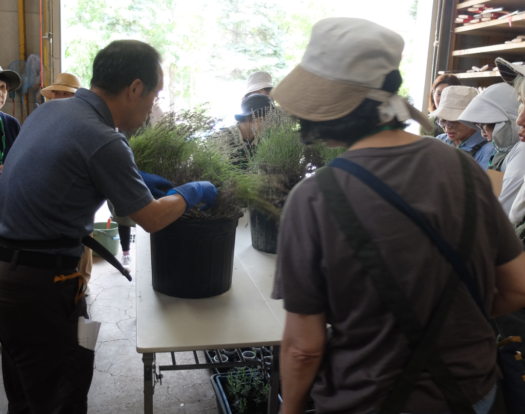 2024年さっぽろまちづくりガーデニング講座第11回目-実習風景（講師による剪定のデモンストレーション）