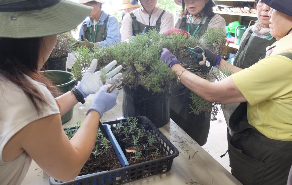 2024年さっぽろまちづくりガーデニング講座第11回目-実習風景（受講者による剪定の様子）