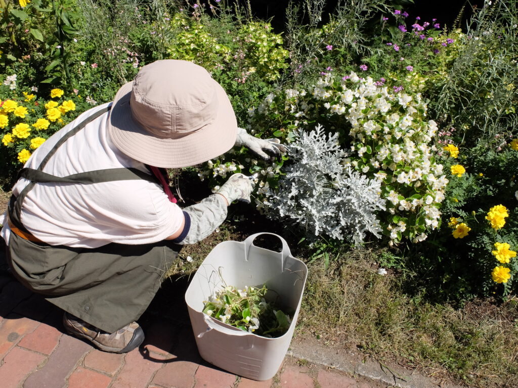 2024年さっぽろまちづくりガーデニング講座＜課外活動＞一年草花壇メンテナンス第3回目-メンテナンス風景