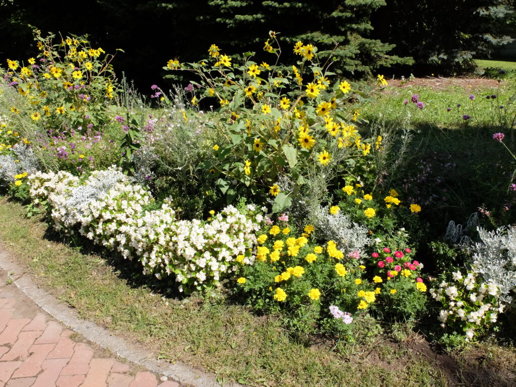 2024年さっぽろまちづくりガーデニング講座＜課外活動＞一年草花壇メンテナンス第3回目-メンテナンス前の花壇の様子