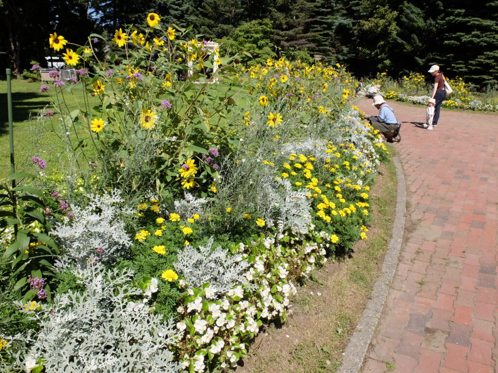 2024年さっぽろまちづくりガーデニング講座＜課外活動＞一年草花壇メンテナンス第3回目-メンテナンス風景