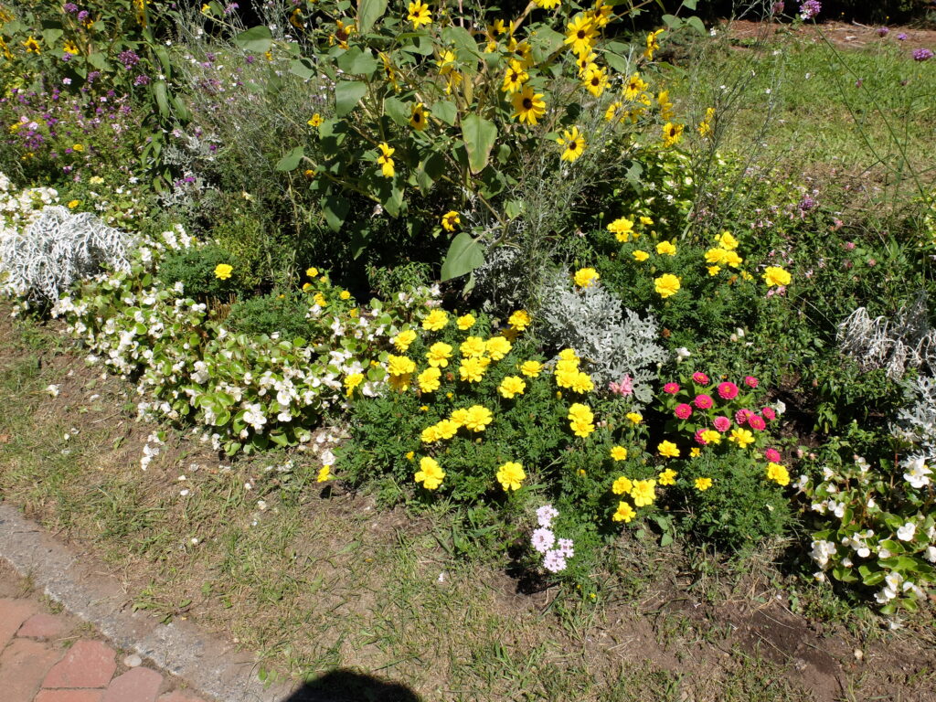 2024年さっぽろまちづくりガーデニング講座＜課外活動＞一年草花壇メンテナンス第3回目-メンテナンス後の花壇の様子