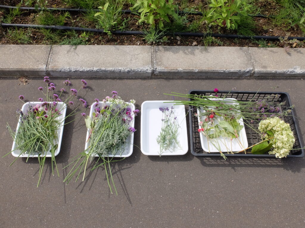 2024年さっぽろまちづくりガーデニング講座＜課外活動＞たねダンゴの花壇づくりメンテナンス第2回目-摘みとったドライフラワー用花