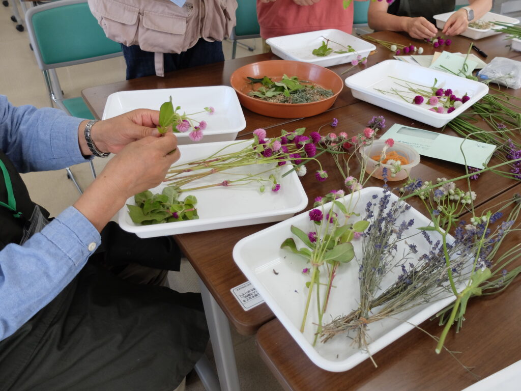 2024年さっぽろまちづくりガーデニング講座＜課外活動＞たねダンゴの花壇づくりメンテナンス第2回目-ドライフラワーづくり（センニチコウ）