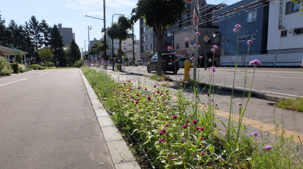 2024年さっぽろまちづくりガーデニング講座＜課外活動＞たねダンゴの花壇づくりメンテナンス第2回目-メンテナンス前の様子