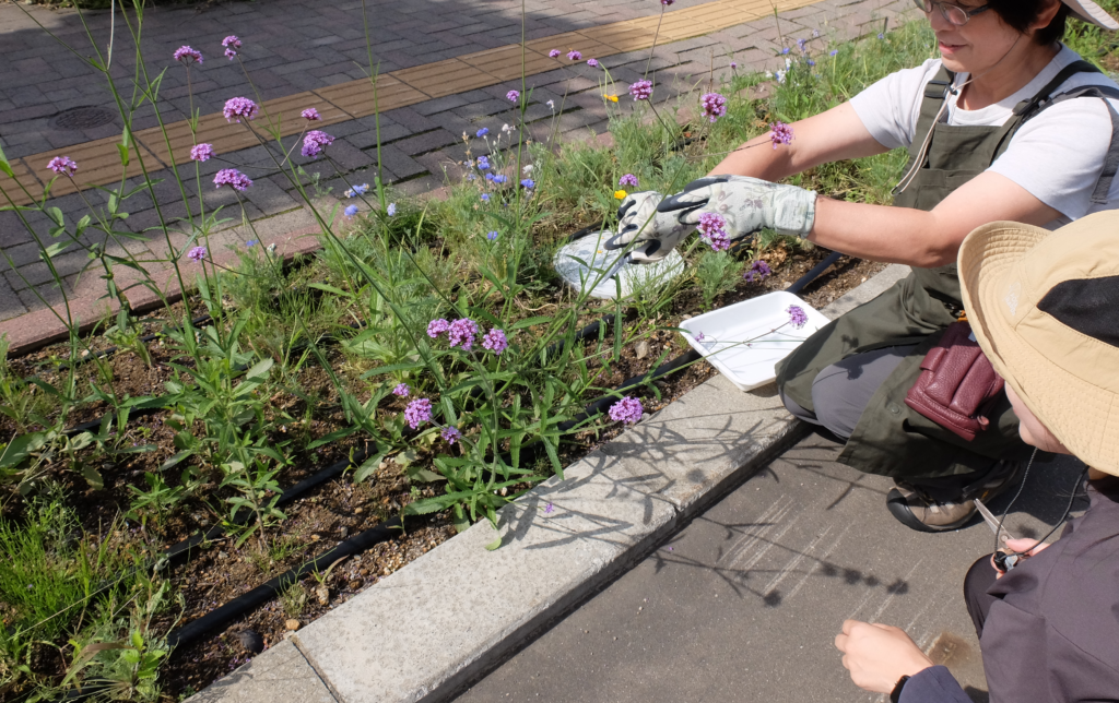 2024年さっぽろまちづくりガーデニング講座＜課外活動＞たねダンゴの花壇づくりメンテナンス第2回目-メンテナンスの様子
