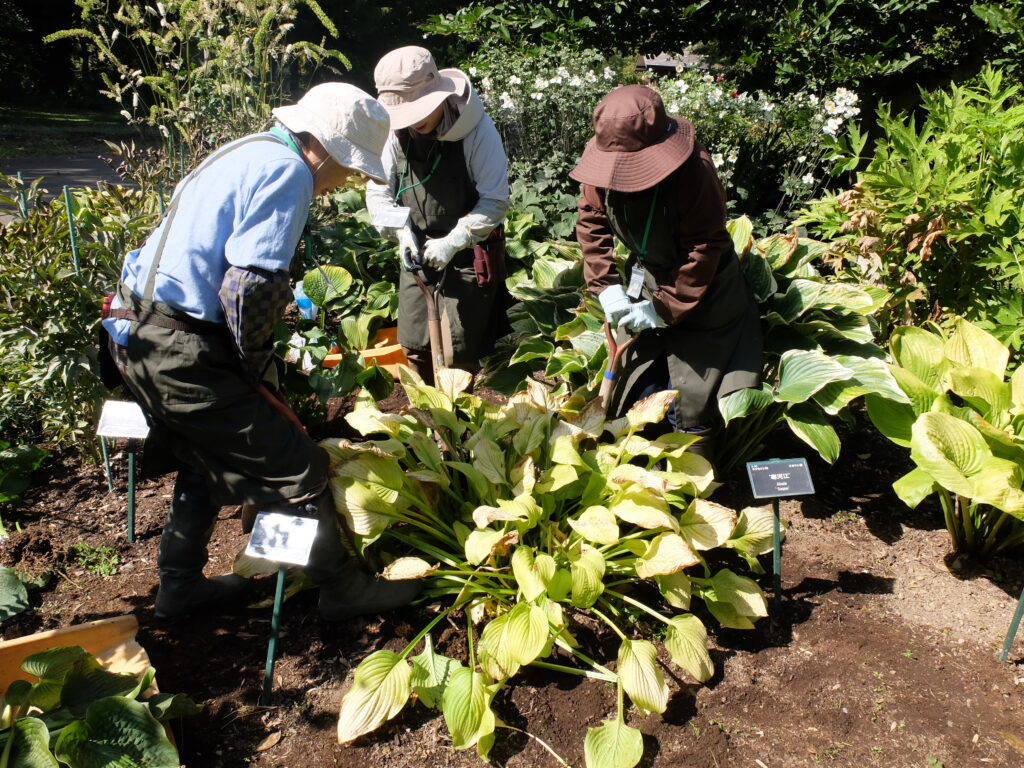2024年さっぽろまちづくりガーデニング講座第14回目-実習風景（ギボウシの株分け）