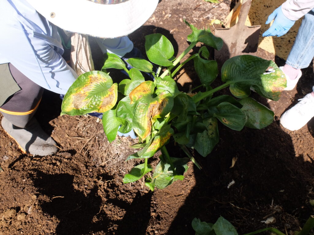 2024年さっぽろまちづくりガーデニング講座第14回目-実習風景（ギボウシの株分け）