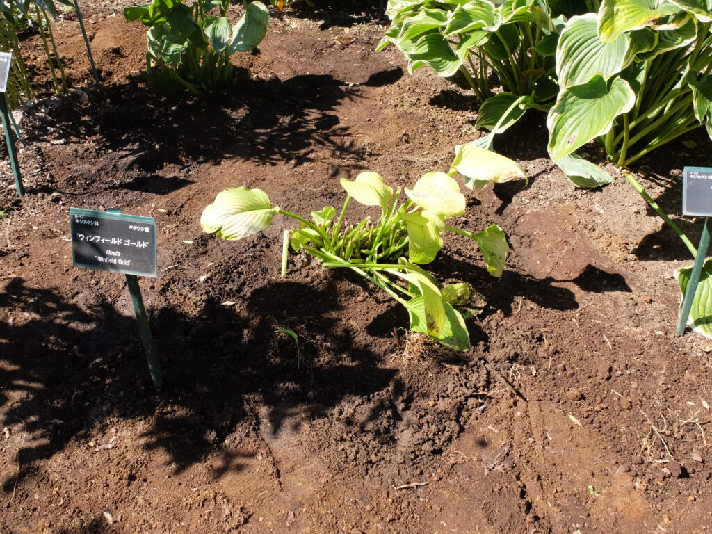 2024年さっぽろまちづくりガーデニング講座第14回目-実習風景（株分け後のギボウシの様子）