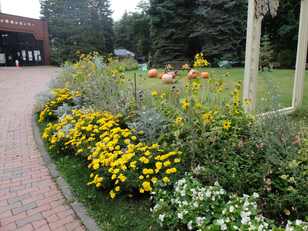 2024年さっぽろまちづくりガーデニング講座＜課外活動＞一年草花壇メンテナンス第4回目-メンテナンス前の花壇の様子