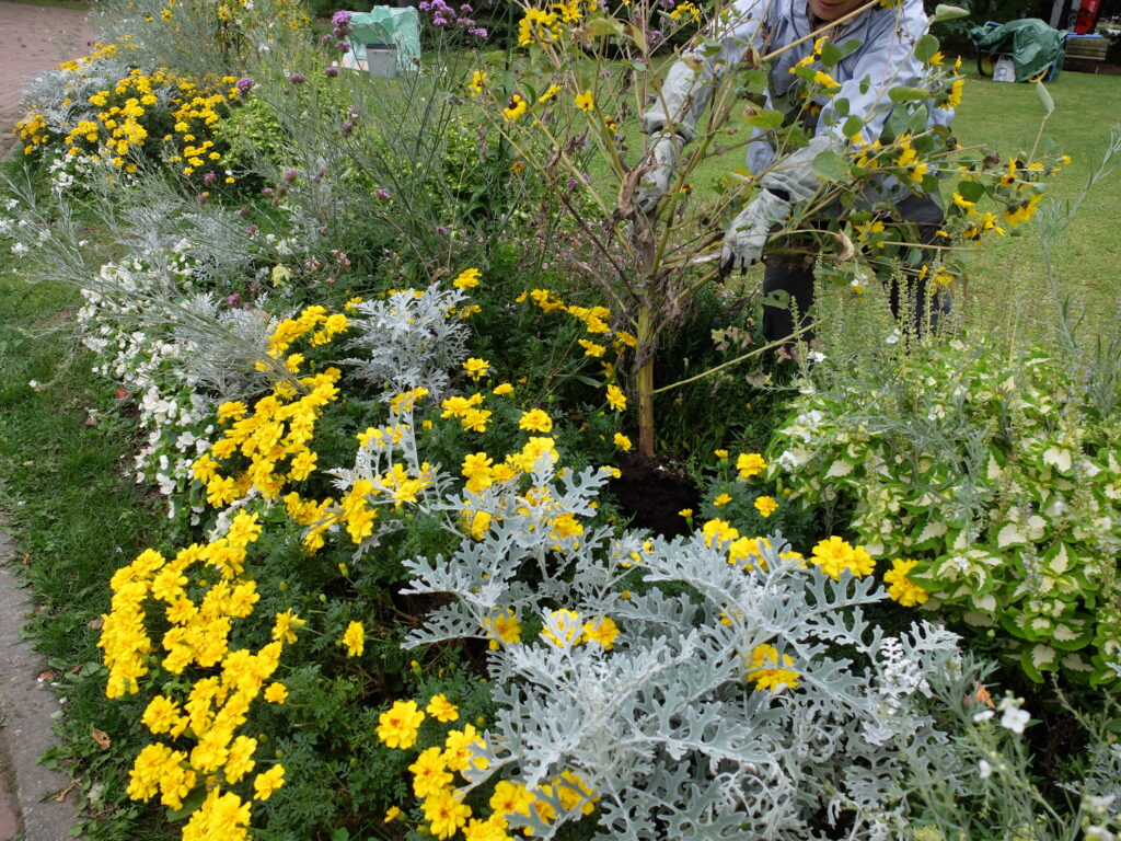 2024年さっぽろまちづくりガーデニング講座＜課外活動＞一年草花壇メンテナンス第4回目-メンテナンス風景