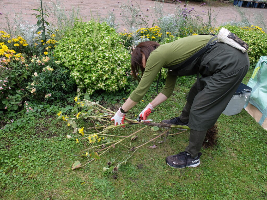 2024年さっぽろまちづくりガーデニング講座＜課外活動＞一年草花壇メンテナンス第4回目-メンテナンス風景